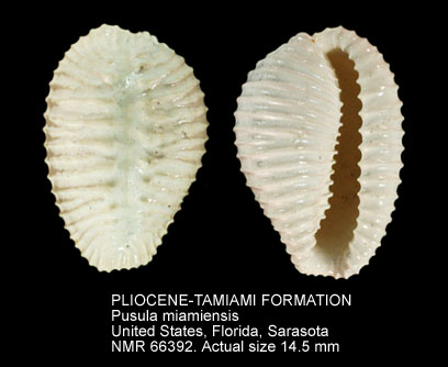 PLIOCENE-TAMIAMI FORMATION Pusula miamiensis.jpg - PLIOCENE-TAMIAMI FORMATIONPusula miamiensisPetuch,1991